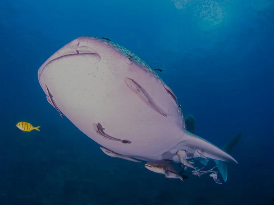 PADI Open Water Diver Course